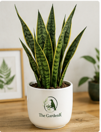 Snake Plant (Sansevieria Trifasciata)